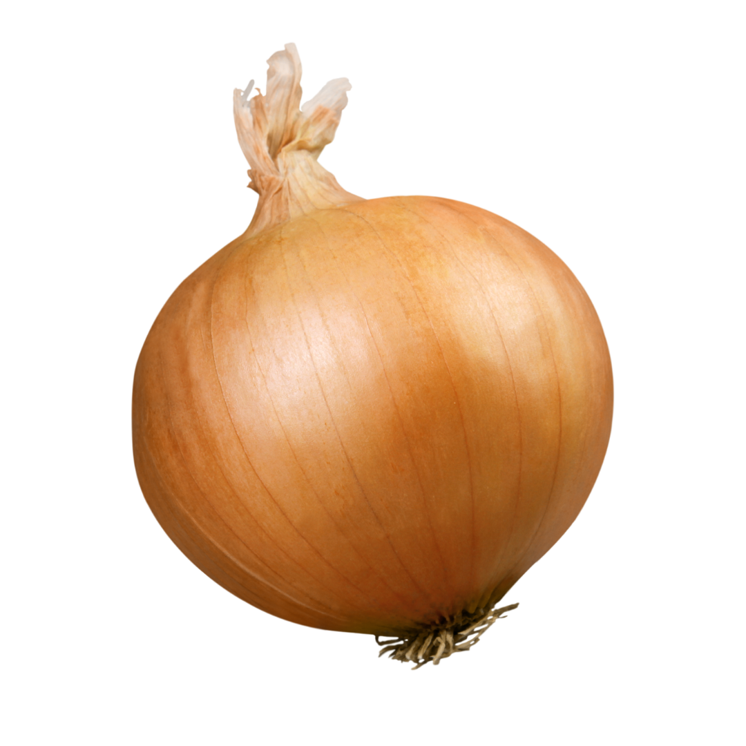 Onion Seeds from Lazy Dog Farm
