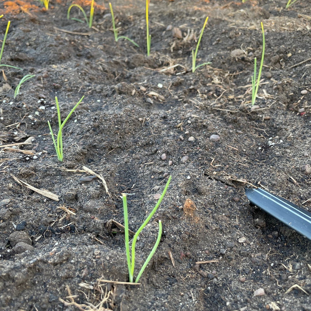 Onion Plants After Transplanting