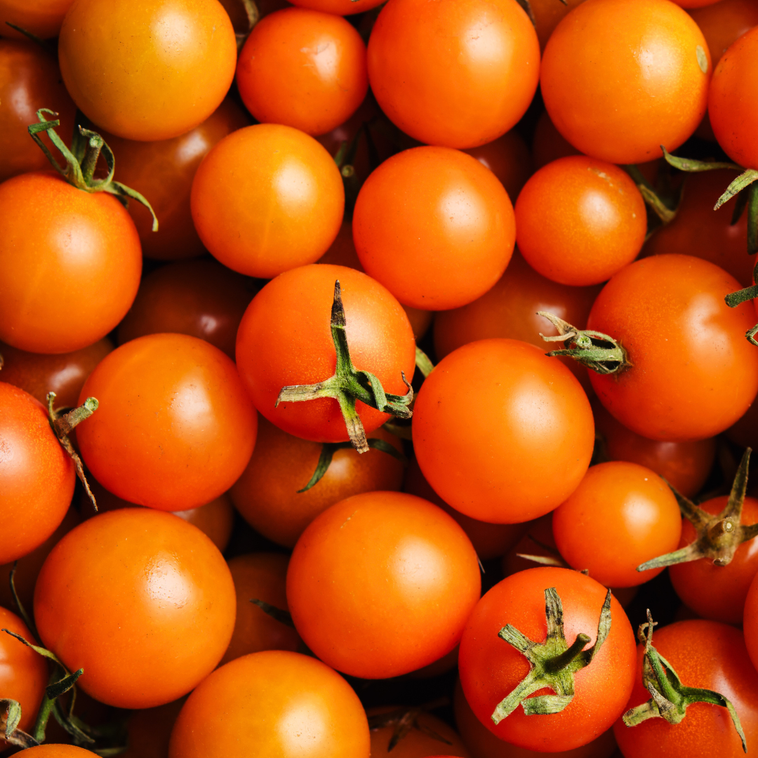Orange Zinger Cherry Tomato Seeds from Lazy Dog Farm
