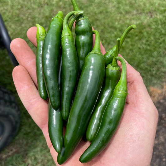 Pathfinder Serrano Pepper Seed from Lazy Dog Farm