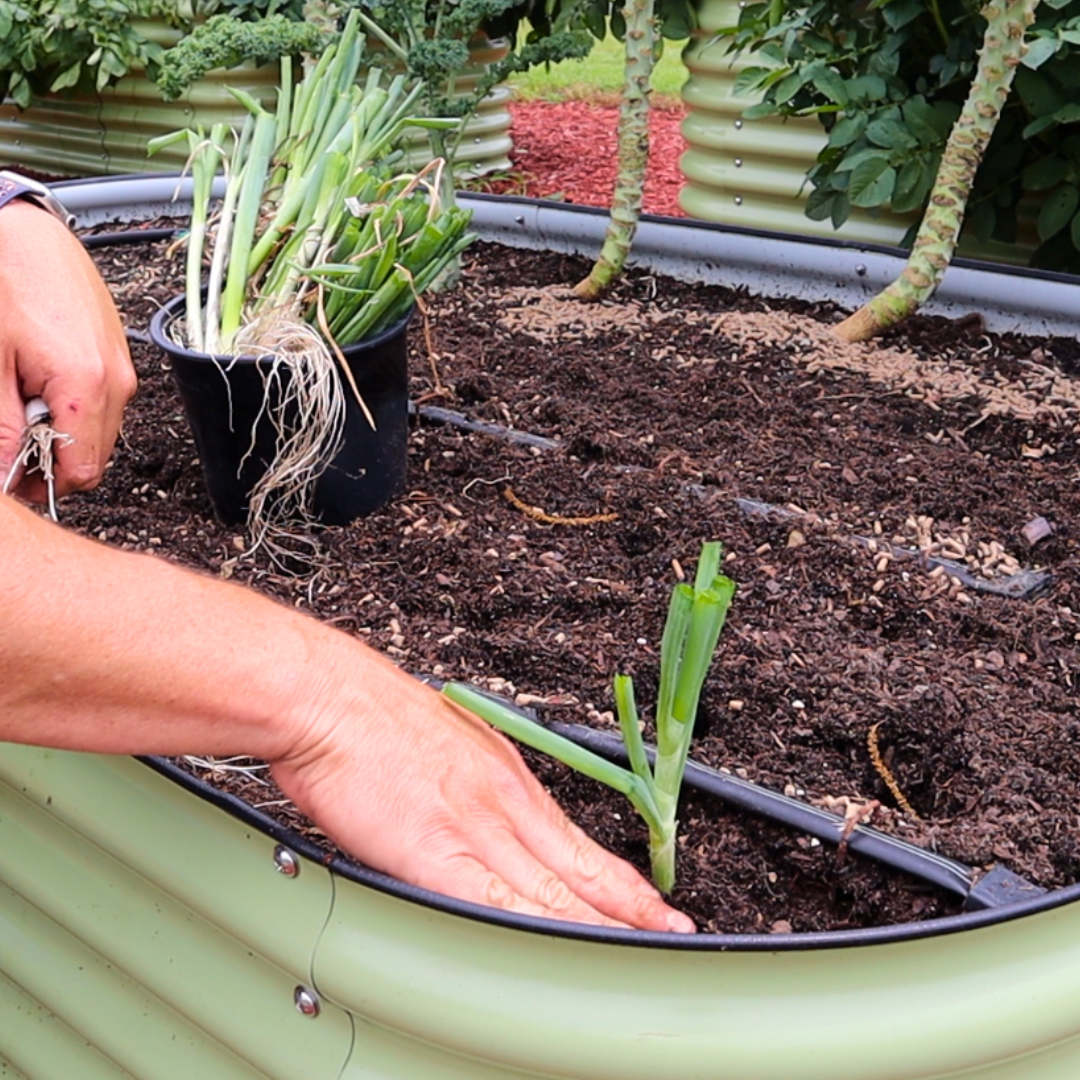 Planting Louisiana Evergreen Shallots