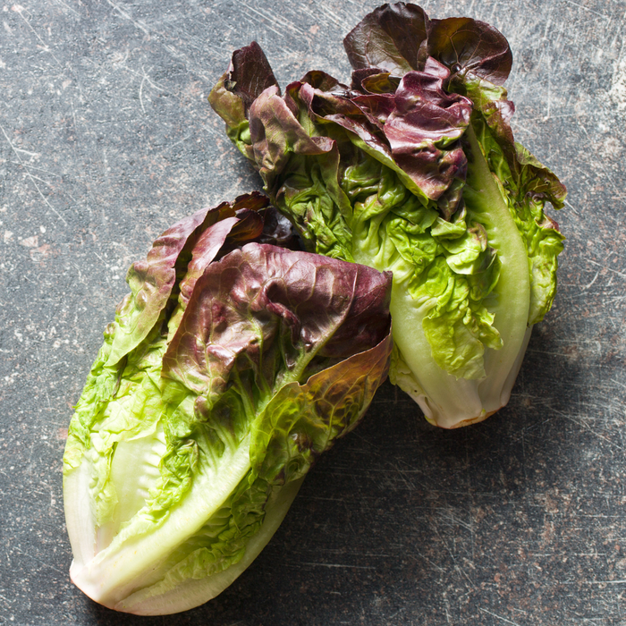 Pomegranate Crunch Lettuce Seed from Lazy Dog Farm