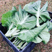 Portuguese Kale Seed from Lazy Dog Farm