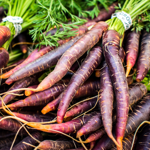 Purple Haze Carrot Seed from Lazy Dog Farm