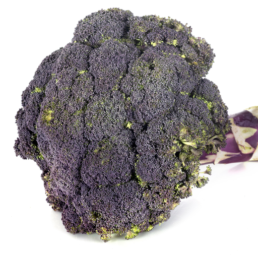Purple Magic Broccoli Seed from Lazy Dog Farm