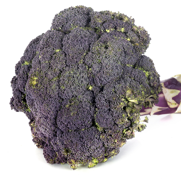Purple Magic Broccoli Seed from Lazy Dog Farm