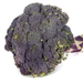 Purple Magic Broccoli Seed from Lazy Dog Farm