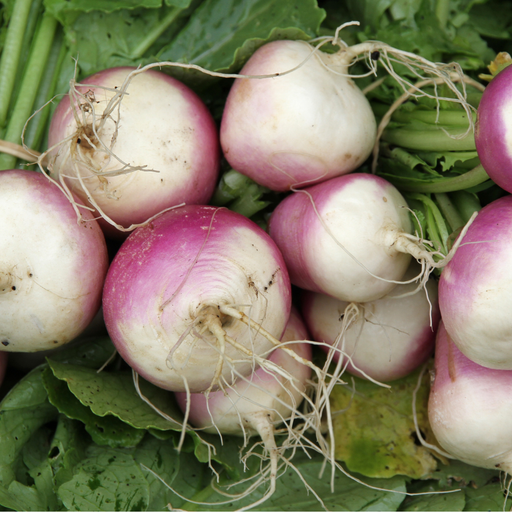 Purple Top Turnip Seed from Lazy Dog Farm