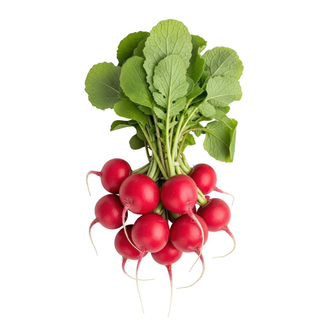 Easter Egg Mix Radish Seed from Lazy Dog Farm