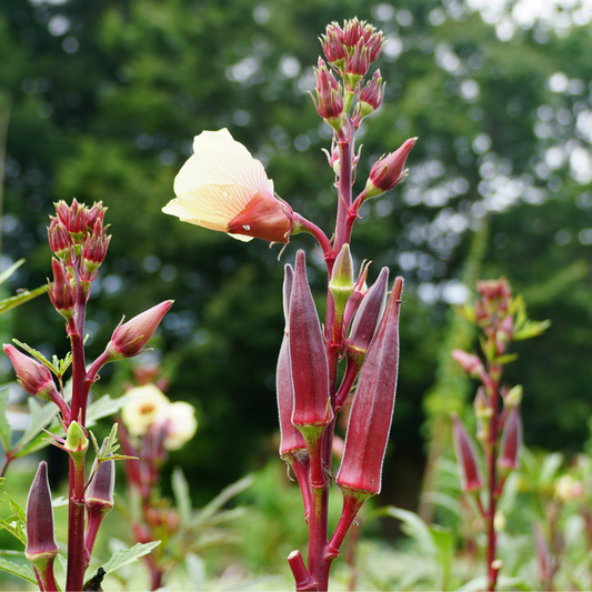 Red Burgundy Okra from Lazy Dog Farm