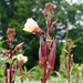 Red Burgundy Okra from Lazy Dog Farm