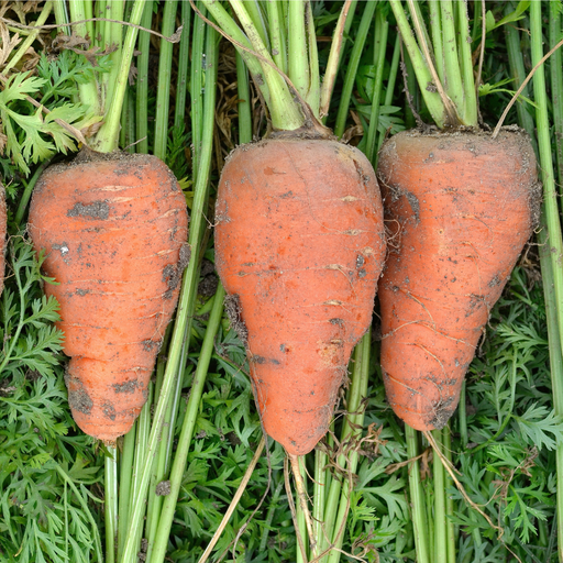 Red Cored Chantenay Carrot Seed from Lazy Dog Farm