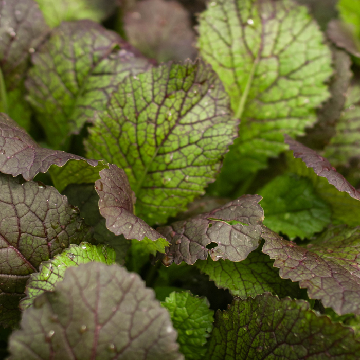Red Giant Mustard Seed from Lazy Dog Farm