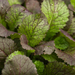 Red Giant Mustard Seed from Lazy Dog Farm