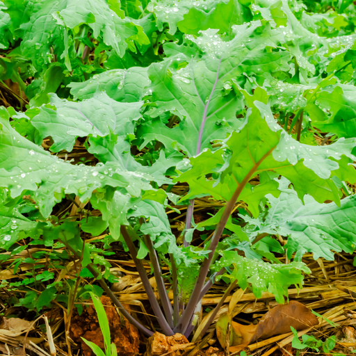 Red Russian Kale Seed from Lazy Dog Farm