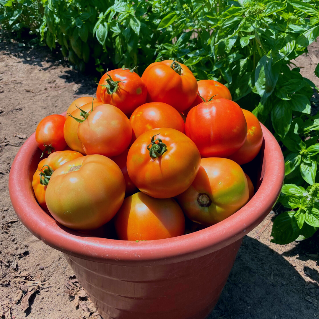 Red Snapper Tomato Seed | Hybrid, Determinate Tomato | Lazy Dog Farm