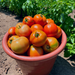 Red Snapper Tomato Seed | Lazy Dog Farm