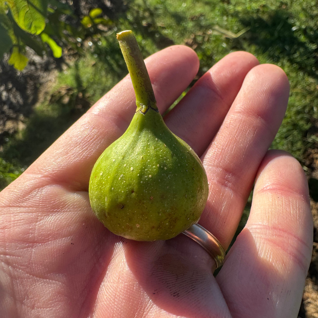 Rockaway Green Fig Tree from Lazy Dog Farm