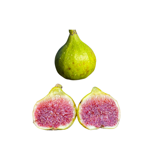 Rockaway Green Fig Tree from Lazy Dog Farm