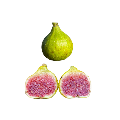 Rockaway Green Fig Tree from Lazy Dog Farm