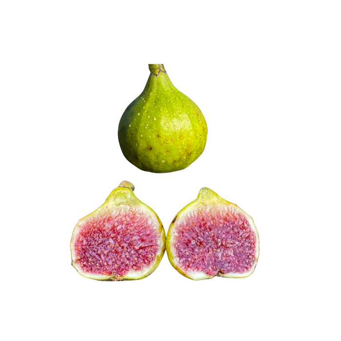 Rockaway Green Fig Tree from Lazy Dog Farm