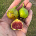 Rockaway Green Fig Tree from Lazy Dog Farm