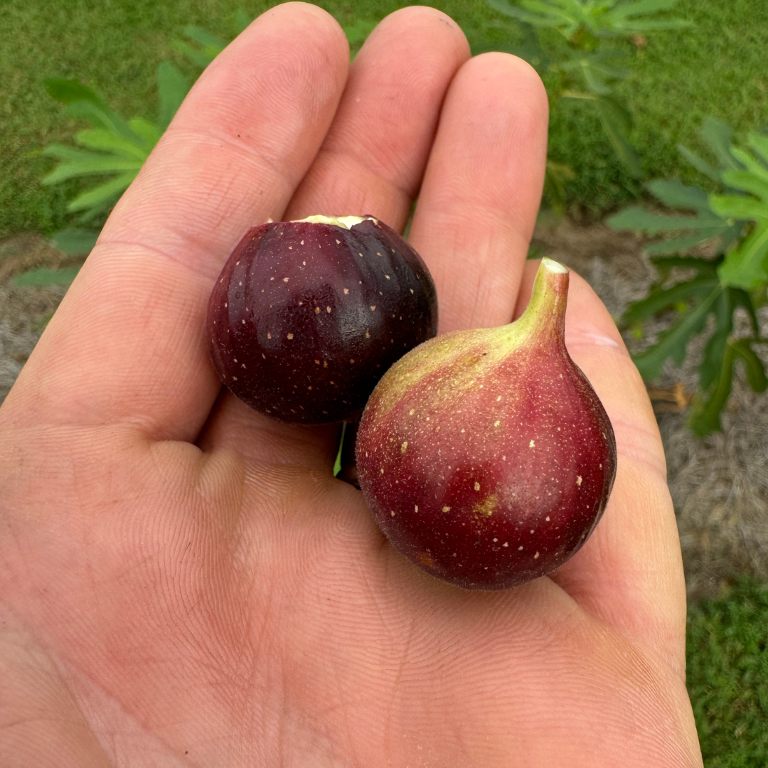 Ronde de Bourdeaux Fig Tree from Lazy Dog Farm