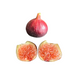 Ronde de Bourdeaux Fig Tree from Lazy Dog Farm