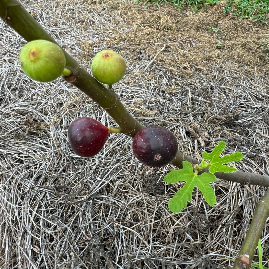 Ronde de Bourdeaux Fig Tree from Lazy Dog Farm