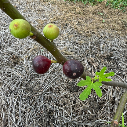 Ronde de Bourdeaux Fig Tree from Lazy Dog Farm