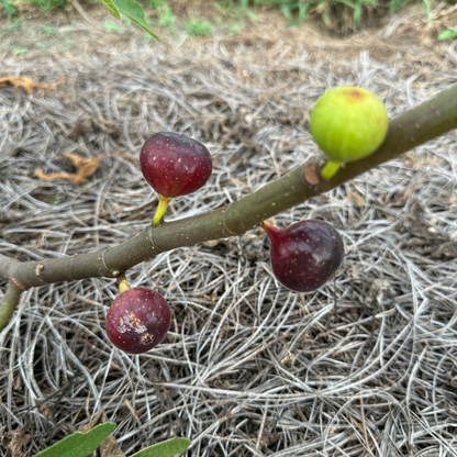 Ronde de Bourdeaux Fig Tree from Lazy Dog Farm