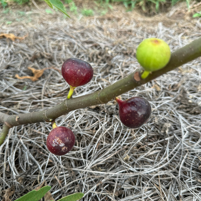 Ronde de Bourdeaux Fig Tree from Lazy Dog Farm