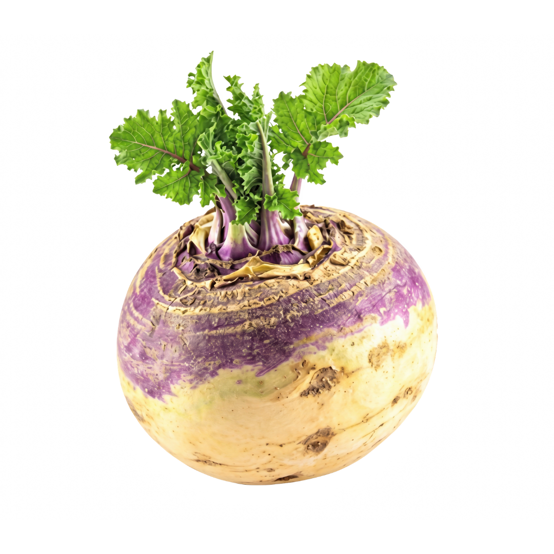 Improved Purple Top Rutabaga Seed from Lazy Dog Farm