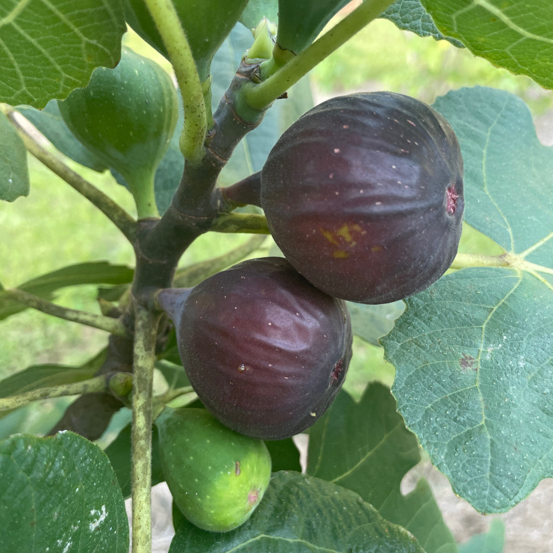 Salem Dark Fig Tree from Lazy Dog Farm