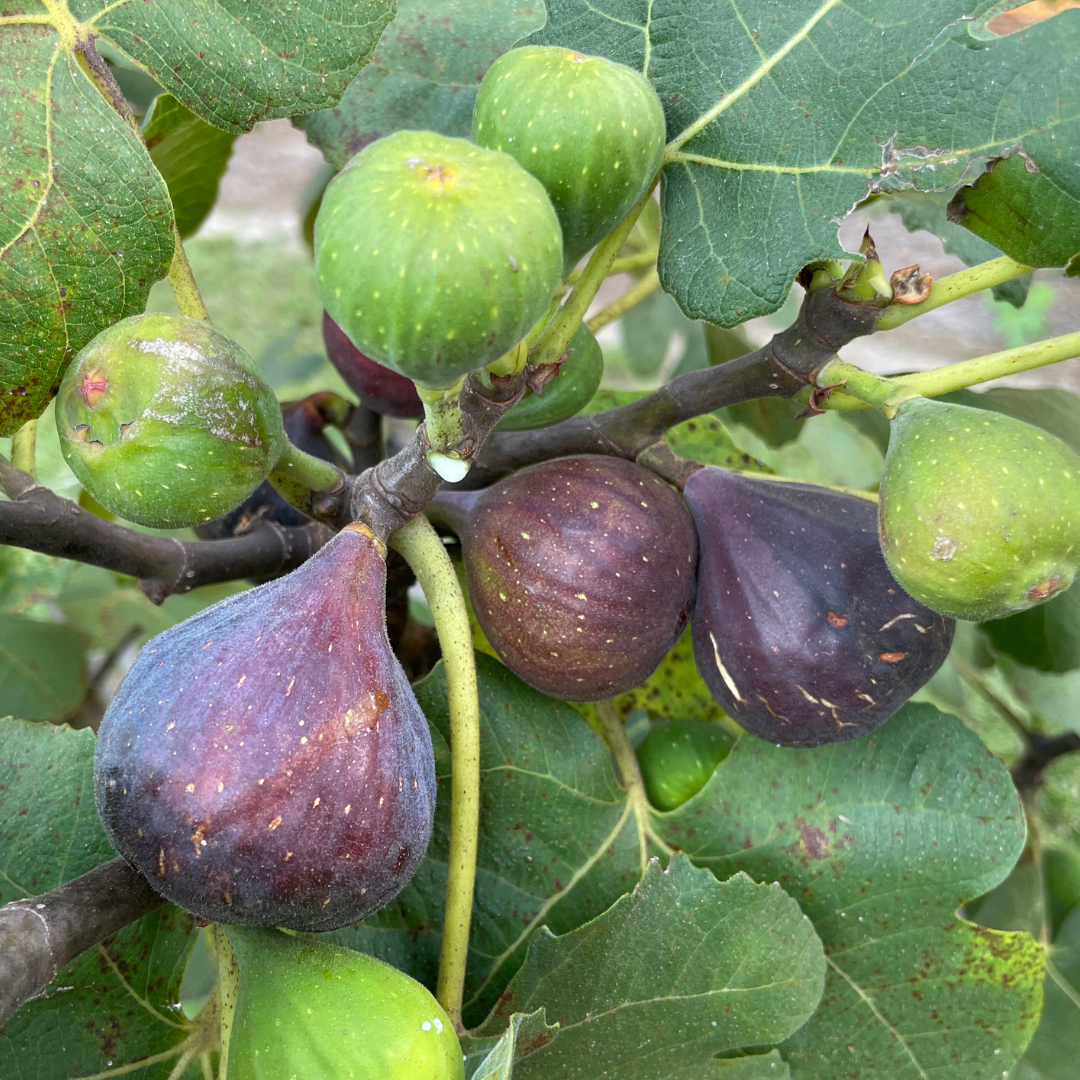 Salem Dark Fig Tree from Lazy Dog Farm