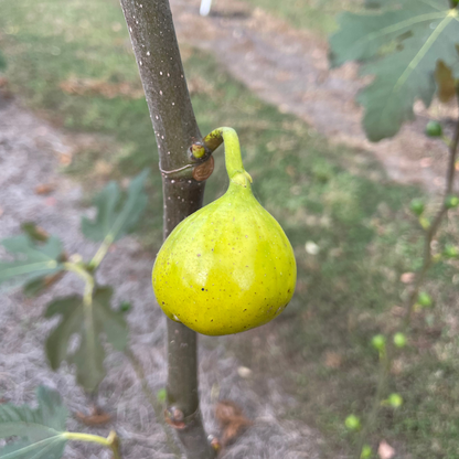 Salem White Fig Tree from Lazy Dog Farm