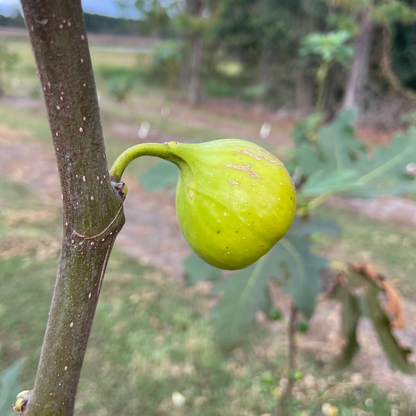 Salem White Fig Tree from Lazy Dog Farm