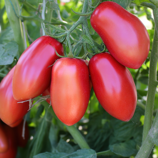 San Marzano Tomato Seed from Lazy Dog Farm