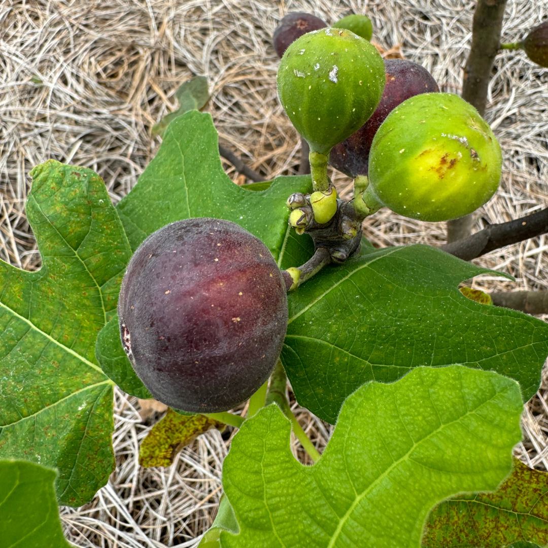 Sangue Dolce Fig Tree from Lazy Dog Farm