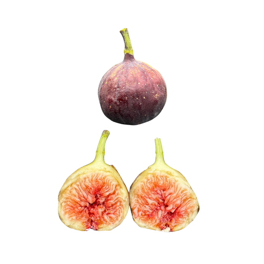 Sangue Dolce Fig Tree from Lazy Dog Farm