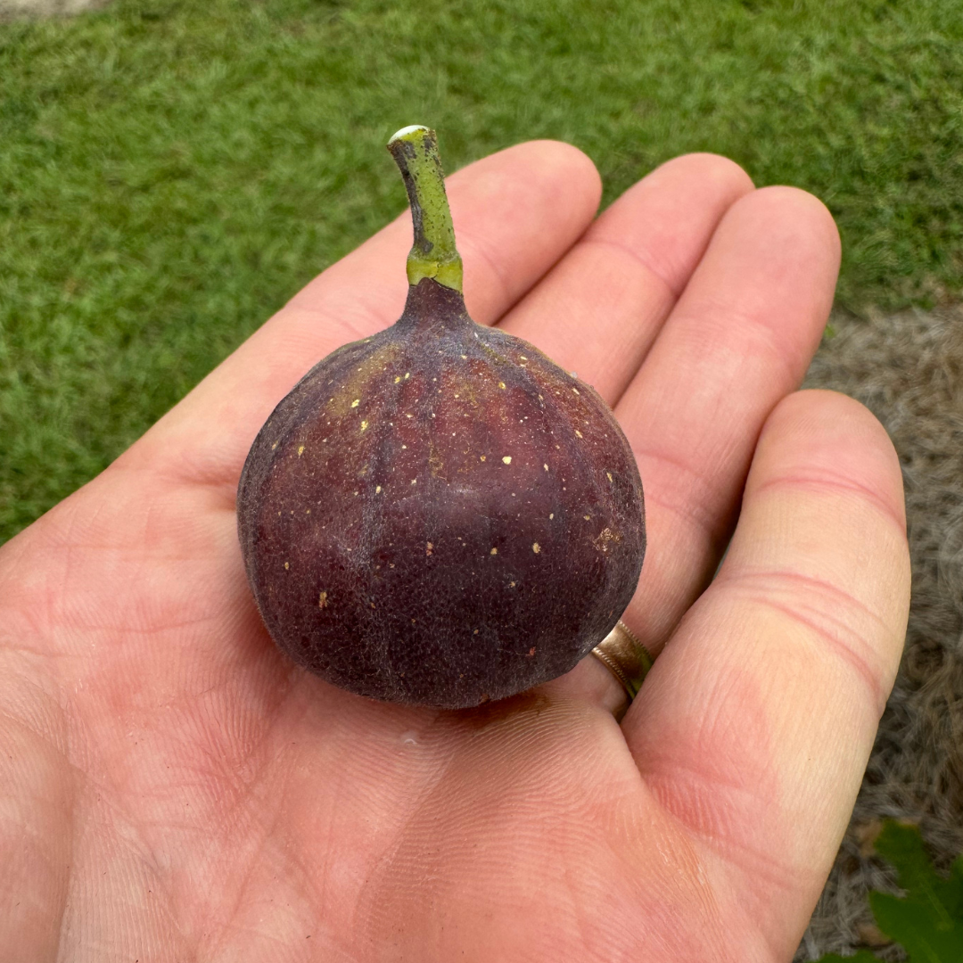 Sangue Dolce Fig Tree from Lazy Dog Farm