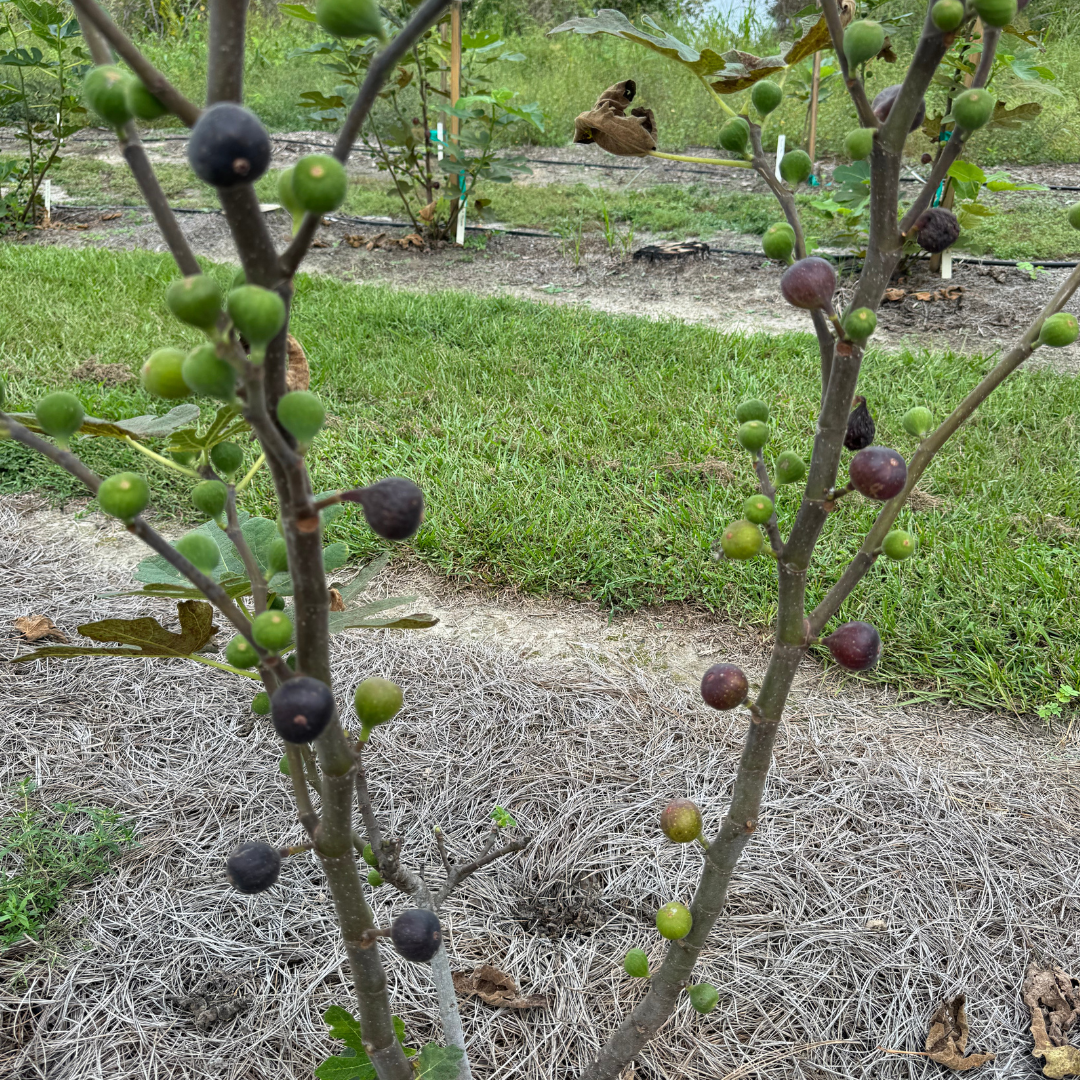Sangue Dolce Fig Tree from Lazy Dog Farm