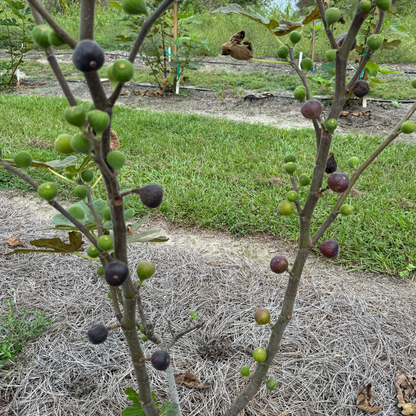 Sangue Dolce Fig Tree from Lazy Dog Farm