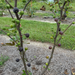 Sangue Dolce Fig Tree from Lazy Dog Farm