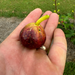 Sicilian Red Fig Tree from Lazy Dog Farm