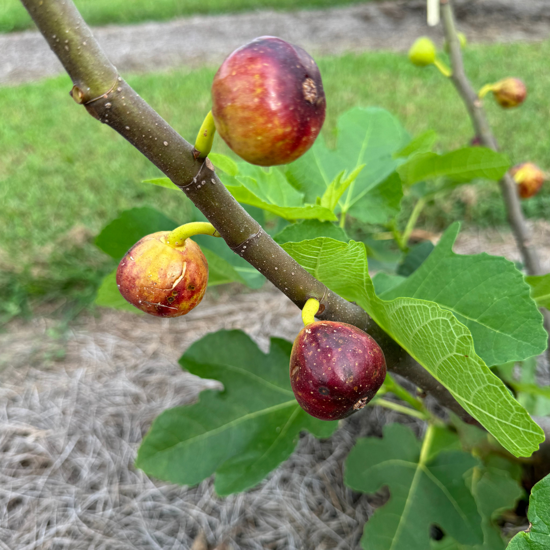 Sicilian Red Fig Tree | Delicious Heirloom Italian Fig | Lazy Dog Farm