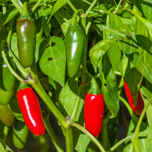 Soundwave Jalapeno Pepper Seed from Lazy Dog Farm