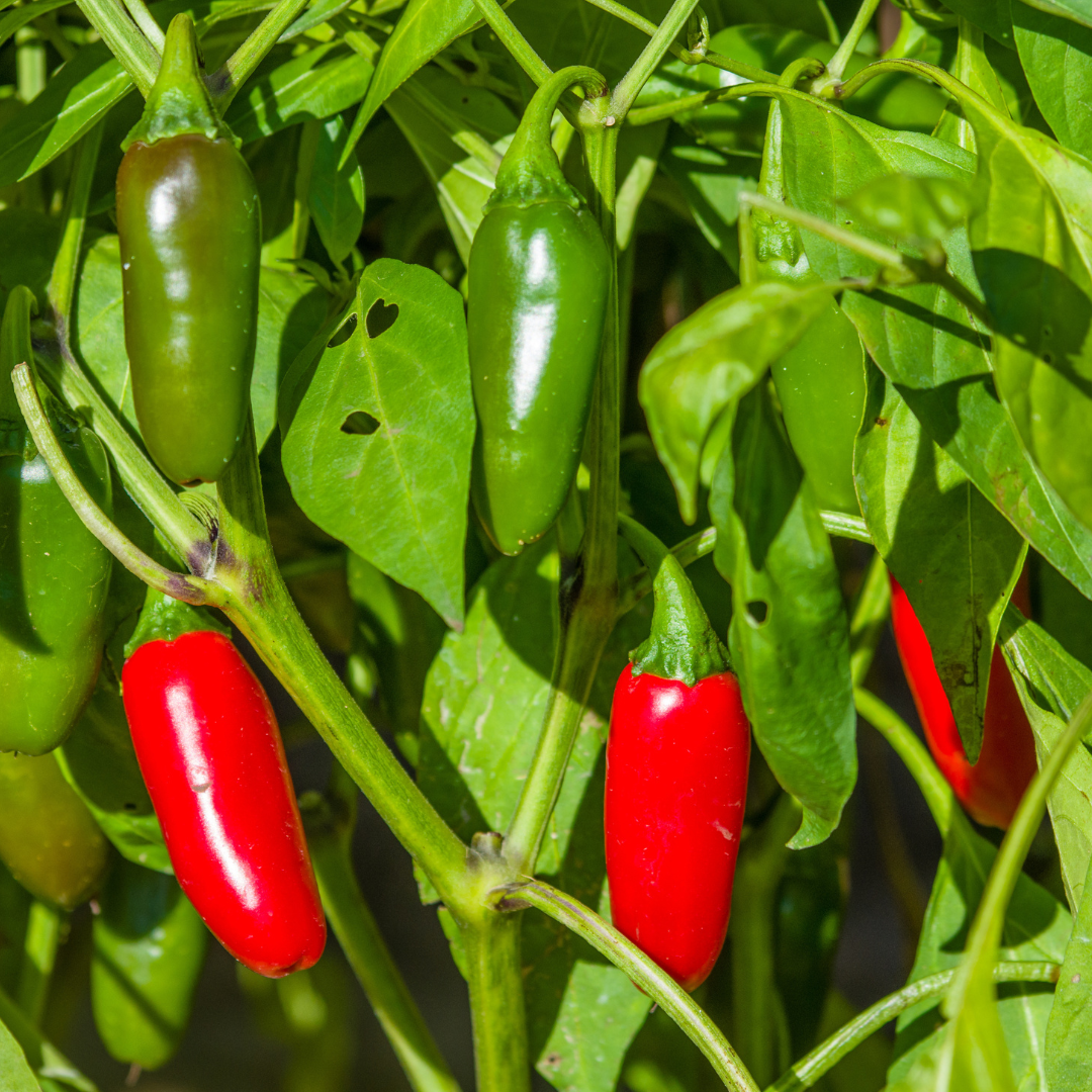 Soundwave Jalapeno Pepper Seed | Crisp & Delicious | Lazy Dog Farm