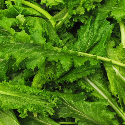 Southern Curled Mustard Seed from Lazy Dog Farm