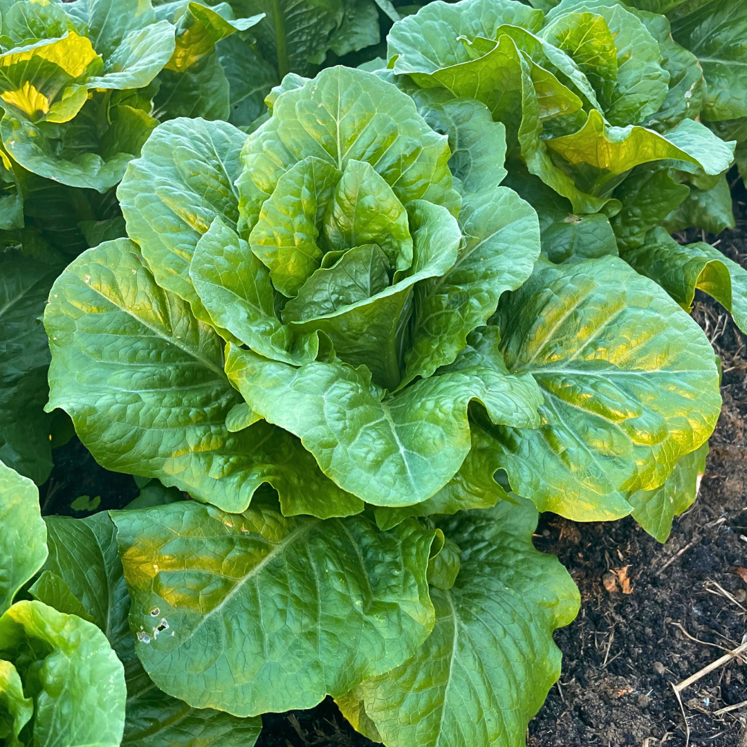 Sparx Romaine Lettuce Seed from Lazy Dog Farm